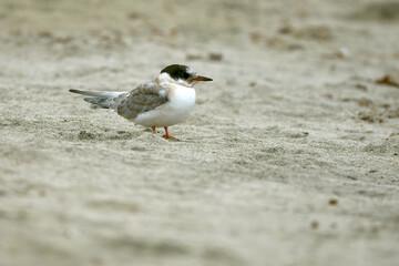 Arctic Tern on a coastal area of ​​northwest Iceland on a cloudy day in mid-July