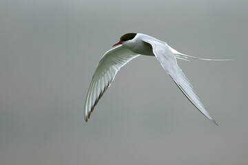 Arctic Tern flying over a glacial region in southern Iceland in the last light of a summer day