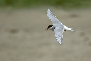 Arctic Tern flying over a glacial region in southern Iceland in the last light of a summer day