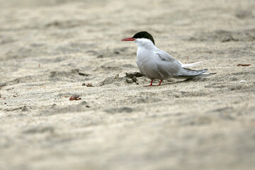 Arctic Tern flying over a glacial region in southern Iceland in the last light of a summer day