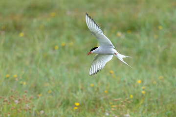 Arctic Tern flying over a glacial region in southern Iceland in the last light of a summer day