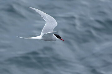 Arctic Tern flying over a glacial region in southern Iceland in the last light of a summer day