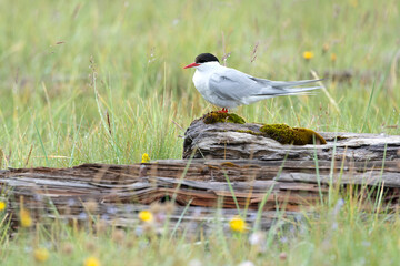 Arctic Tern on a coastal area of ​​northwest Iceland on a cloudy day in mid-July