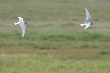 Arctic Tern flying over a glacial region in southern Iceland in the last light of a summer day