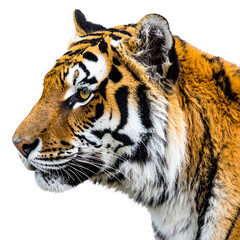 Obraz premium Majestic Tiger Portrait: A stunning, close-up captures the raw power and beauty of a tiger, its intense gaze and striking coat dominating the frame. 