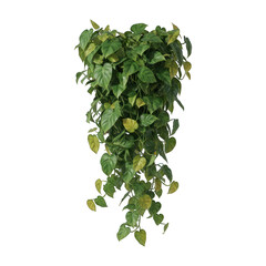 Fototapeta premium Dense green and yellow-tinged tropical vine plant with heart-shaped leaves, isolated