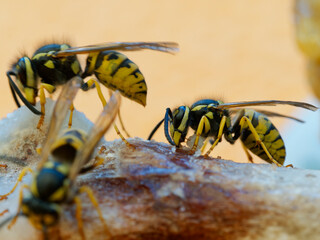 Echte Wespen, Wespen, Vespinae