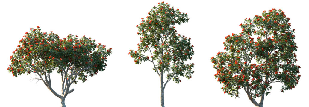 Set of 3 Spathodea campanulata (African Tulip Tree) isolated png on a transparent background perfectly cutout