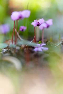 Alpenveilchen, Cyclamen