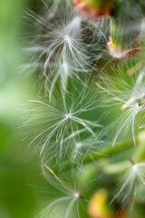 Delicate White Fluff Seeds Pappus on Green Background Macro