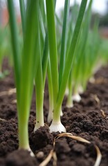 Bright green garlic sprouts emerge from rich brown garden soil. Young healthy plants show white bulbs just above earth. Fresh spring vegetables grow in neat row, indicating organic food farming,