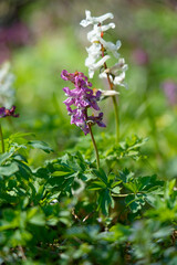 Hohler Lerchensporn, Corydalis cava, Hohlknolliger Lerchensporn
