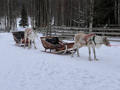 Two reindeer sleighs with reindeer already harnessed for departure in the snow-covered forests of Finnish Lapland.