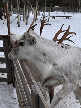 Reindeer on a farm in the snowy forests of Finnish Lapland