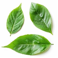 Obraz premium Three green leaves isolated showing veins structure