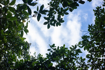 Looking Up Through Green Leaves at Blue Sky and Clouds