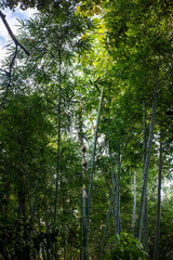 Fototapeta premium Low Angle View of a Dense Bamboo Forest Reaching Towards the Sky