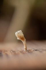 Small Mushroom Emerging from the Cut Surface of a Tropical Hardwood