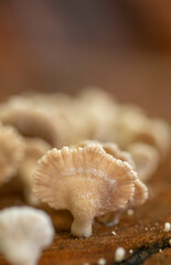 Small White Mushroom with Fan-Shaped Cap and Detailed Gills