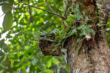 Epiphytic Plants Growing on a Tree Trunk in a Lush Tropical Forest