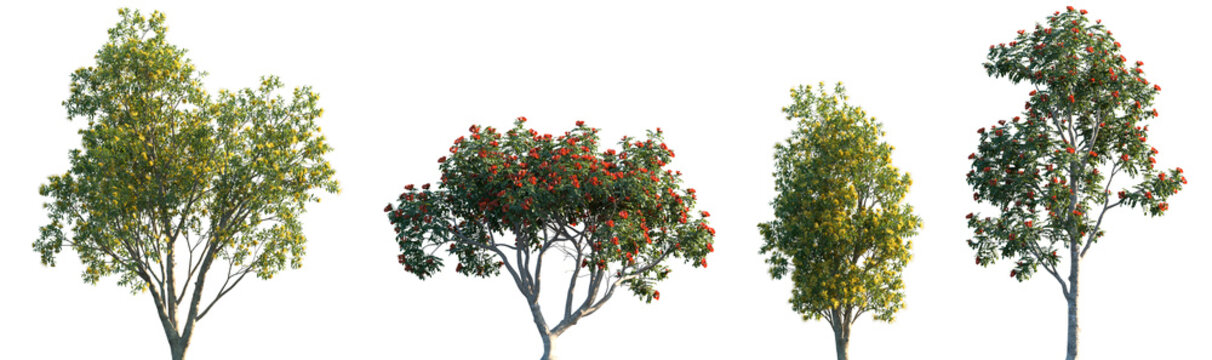 Set of 2 Xanthostemon chrysanthus and 2 Spathodea campanulata isolated png on a transparent background perfectly cutout