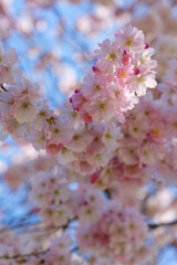 Blüten der Zierkirche, Japanische Blütenkirsche, Prunus serrulata im Frühjahr