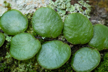 Macro Close-up of Round Green Liverworts Growing