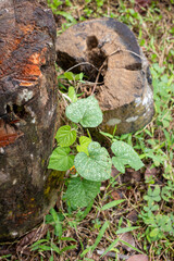 Green Vine Leaves Growing Against Weathered Tree Stump