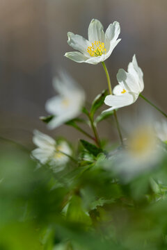  Buschwindr&ouml;schen, Anemone nemorosa