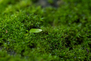 Macro Photo of a Small Leaf Growing in Lush Moss
