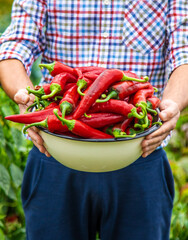 Farmer harvesting chili peppers in garden. Selective focus.