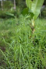 Nature Field Detail, Tall Green Herbs in Sunlight
