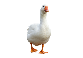 Isolated goose stands tall, looking forward in profile, with orange beak and webbed feet