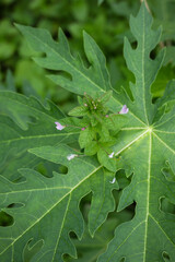 Small Wildflowers Growing on a Large Papaya Leaf Macro