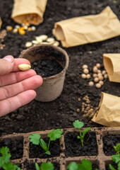 Sow seeds in the garden for rose gardens. selective focus.