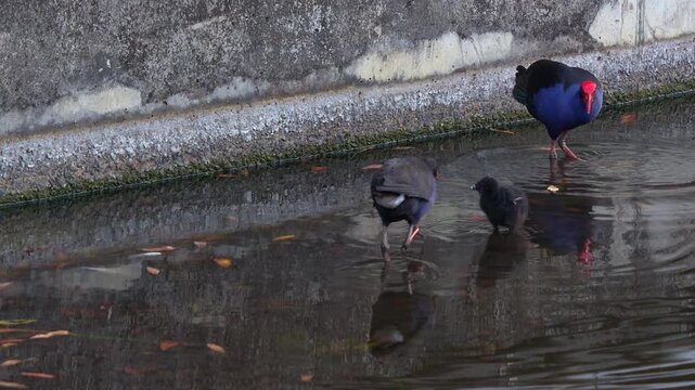 A family of Australasian Swamphen (Porphyrio melanotus) with striking red frontal shield, wading in murky water, close up shot.