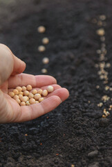 Sow seeds in the garden for rose gardens. selective focus.