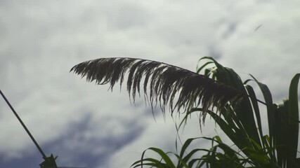 Wild pampas grass top in sunny weather in the wind, slow mo - Powered by Adobe