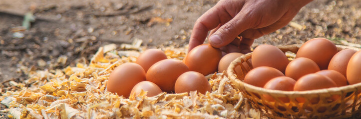 Homemade chicken eggs are held by a farmer in his hands. Selective focus.