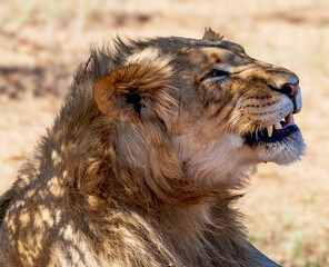 Portrait of a young male lion, Moremi Game Reserve, Botswana