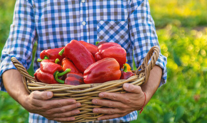 Sweet pepper harvest in the garden in the hands of a farmer. Selective focus.
