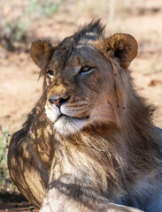 Portrait of a young male lion, Moremi Game Reserve, Botswana