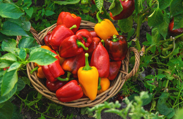 Sweet pepper harvest in the garden. Selective focus.