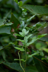 Obraz premium Fresh Green Compound Leaves of Tropical Vine in Forest