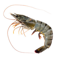 A Close-up View of Fresh Tiger Shrimp: This image features a solitary, uncooked tiger shrimp, isolated and set against a contrasting backdrop. This photograph captures its intricate details.
