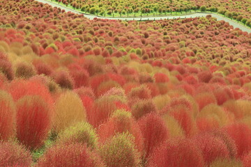 ひたち海浜公園のコキア