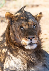Portrait of a young male lion, Moremi Game Reserve, Botswana