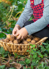A child harvests nuts in the garden. Selective focus.