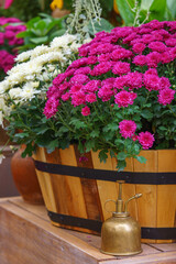 Close up of blooming bouquet of white and pink chrysanthemums flowers in wooden box and vintage copper plant sprayer. Gardening hobby, plant breeding,