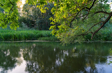 Naturschutzgebiet Altmain zwischen Schweinfurt und Sennfeld, Landkreis Schweinfurt, Unterfranken, Franken, Bayern, Deutschland